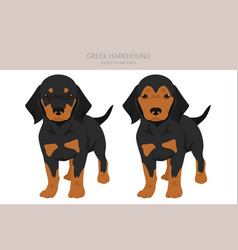 Greek Harehound Puppy Clipart Different Coat