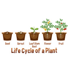 Life Cycle Of A Plant Diagram