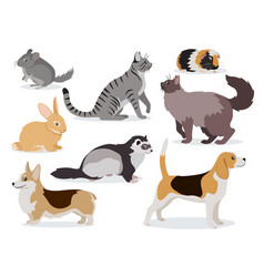 Pets Icon Set Cute Gray Chinchilla Fluffy Ferret