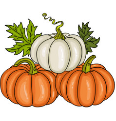 Set Of Three Fresh Pumpkins