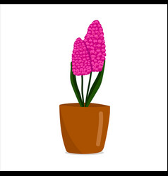 Purple Pink Hyacinth In A Pot Beautiful Spring