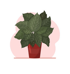 Calathea Ornata A Houseplant