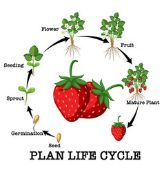 Life Cycle Of Strawberry Diagram