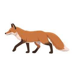 Red Fox Walking Side View Isolated On White