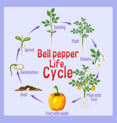 Life Cycle Of A Bell Paper Diagram