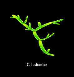 C Lusitaniae Candida Pathogenic Yeast-like Fungi