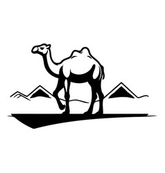 Camel In The Desert On A White Background