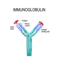 Structure Of The Antibody Molecule Ige