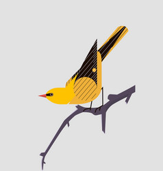 Oriole On A Branch