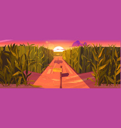 Cornfield Sunset Landscape With Road Pointers