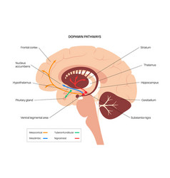 Dopamine Pathway Concept