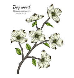 White Dogwood Flower And Leaf Drawing With Line