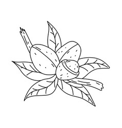 Hand Drawn Argan Fruit Icon In Doodle Style