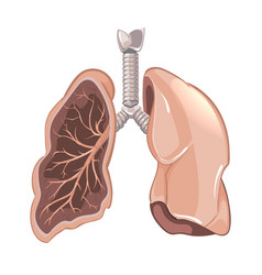 Human Lungs Anatomy Cancer Diagram Lung Illness