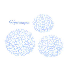 Soft Blue Outline Hydrangea Blooms Art