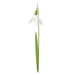 Realistic Snowdrop