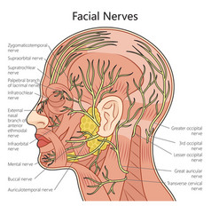 Facial Nerve Structure Diagram Medical Science