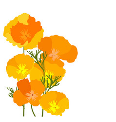 California Poppies