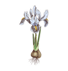 Hand Drawn Spring Dwarf Iris Flower