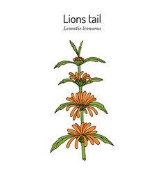 Lions Tail Or Wild Dagga Leonotis Leonurus