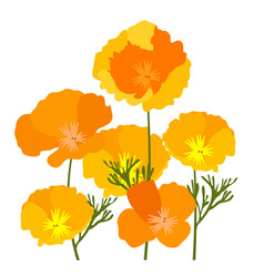 California Poppies