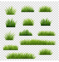 Collection Green Grass Isolated Transparent