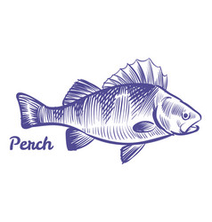 Perch Fish In Hand Drawn Style Underwater