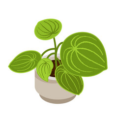 Pilea Cadiereil