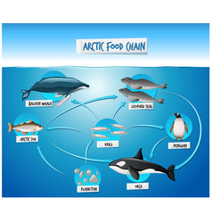 Arctic Food Chain Diagram Concept