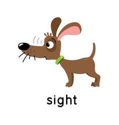 Dog Stands And Looks Five Senses Sight