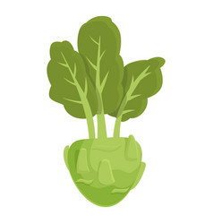 Natural Kohlrabi Icon Cartoon Healthy