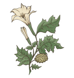 Datura Stramonium