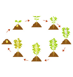 Soybean Growth Process Infographic Seed