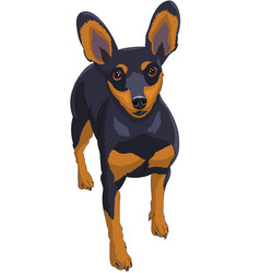 Drawing Of A Miniature Pinscher Dog