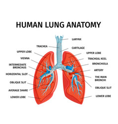 Human Lung Anatomy Diagram