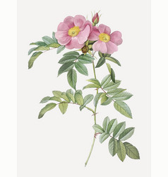 Rosa Lucida Drawing