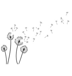 Dandelion Wind Blow Background Black Silhouette