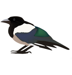 European Common Bird Magpie Thief Colored Fermo