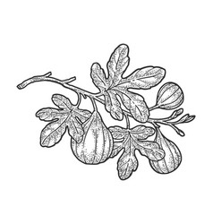 Common Fig Sketch