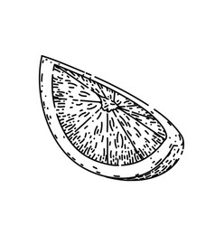 Lime Slice Cut Sketch Hand Drawn