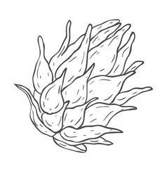 Line Art Dragon Fruit