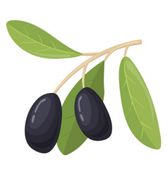 Black Olive On Green Branch Virgin Oil Cartoon