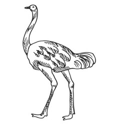 Ostrich Sketch Hand Drawn Farm Bird Animal