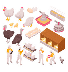 Chicken Production Icon Set