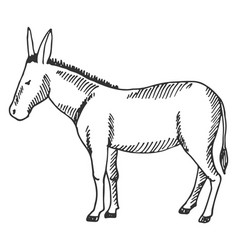 Donkey Sketch Domestic Animal Cute Farm Fauna