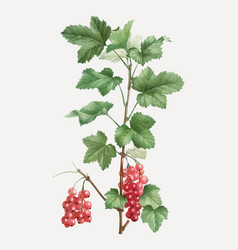 Redcurrant Fruit Plant