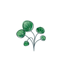 A Pilea Flower