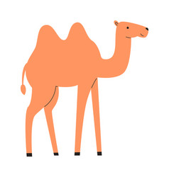 Camel Animal Staying