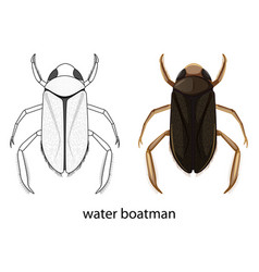 Water Boatman In Colour And Doodle Isolated