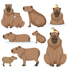 Cute Cartoon Capybara Collection